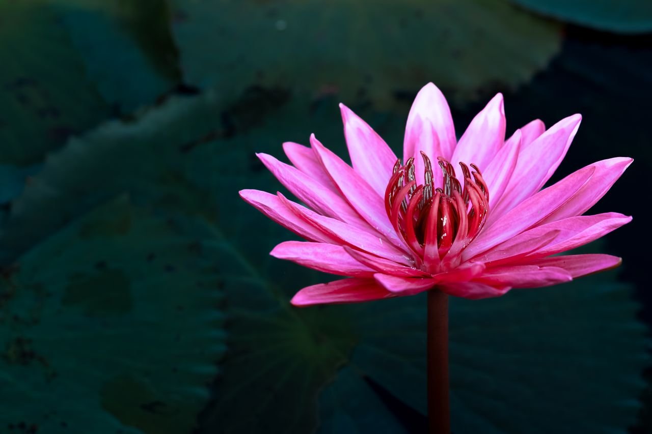 Pink water lily